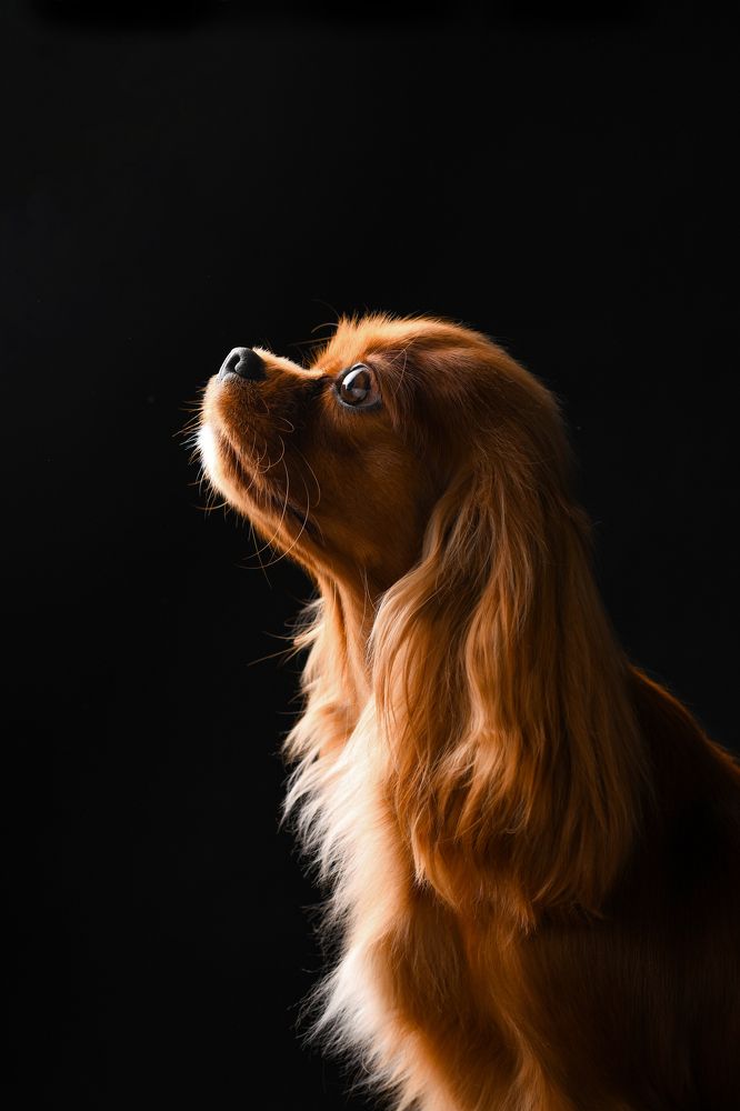 Фотография автора Алена Ковалёва