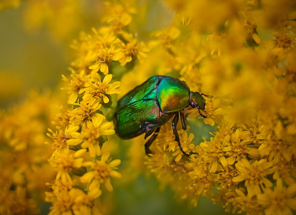 Photograph by S. Dana