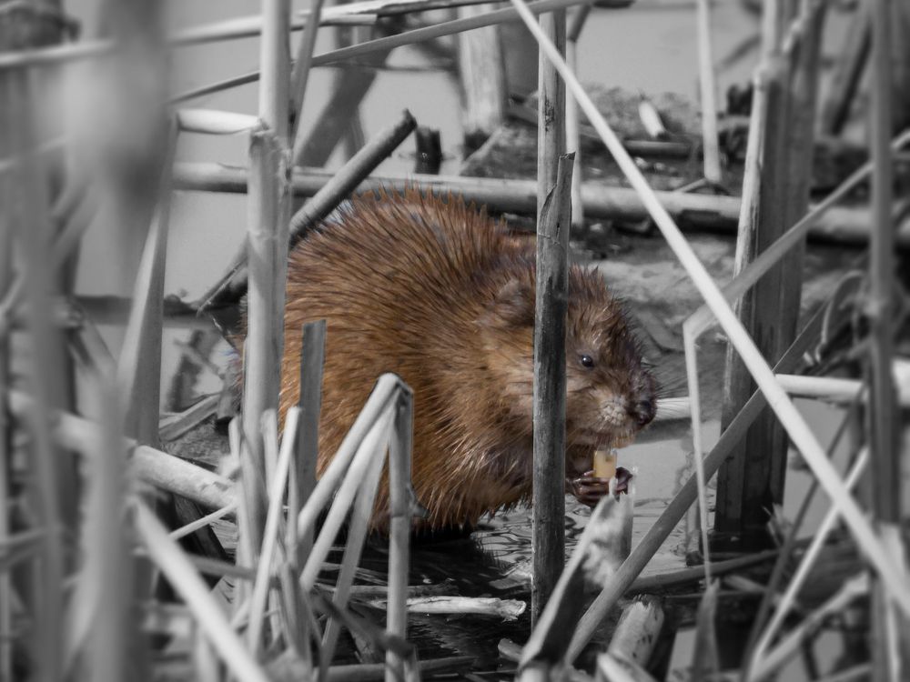 Photograph by Старцев Андрей