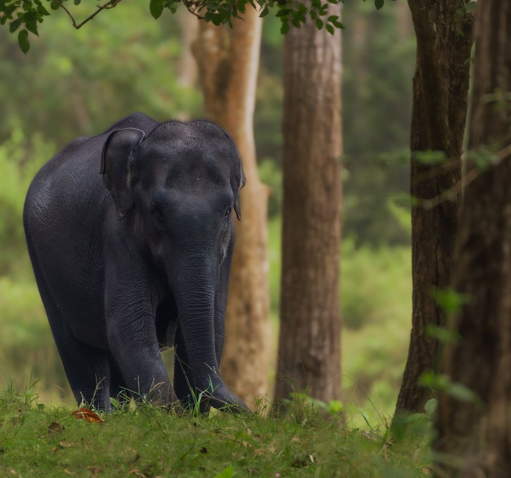 Photograph by Sabari Ganesh Sivakumar
