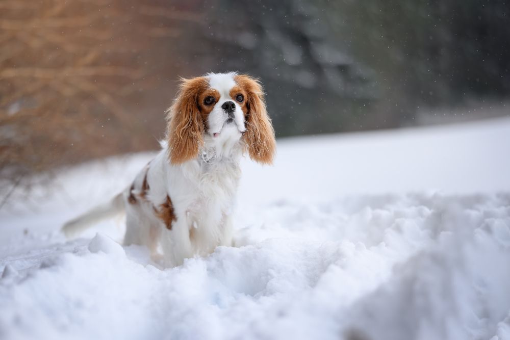 Photograph by Дарья Кончакова