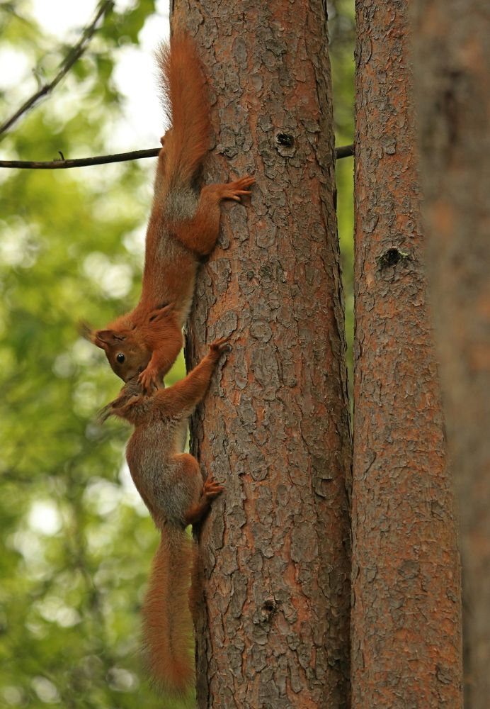 Фотография автора Юрий Кетель