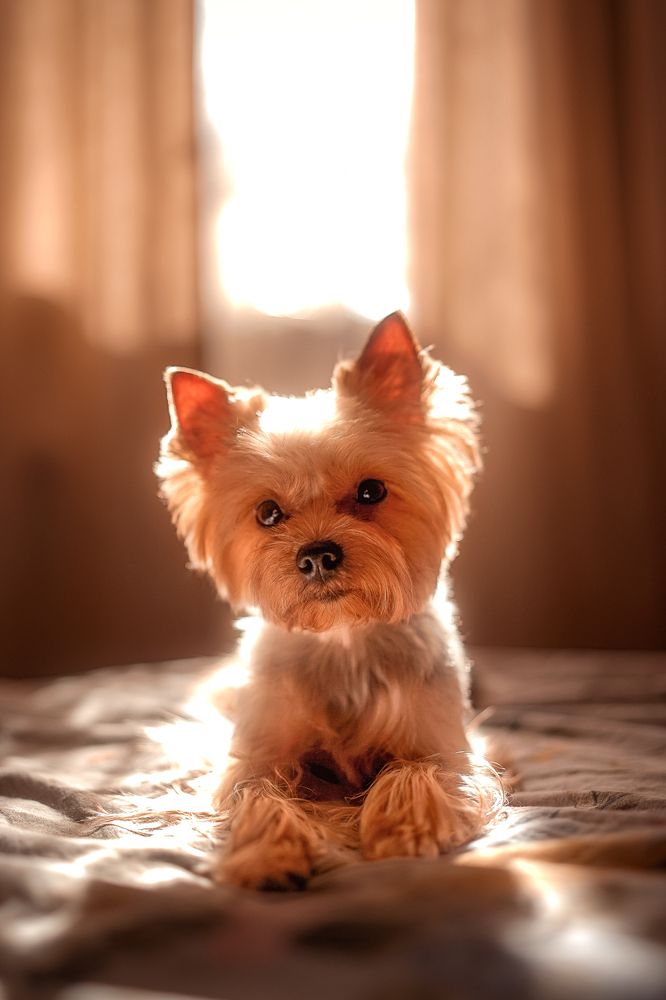 Фотография автора Анжелика