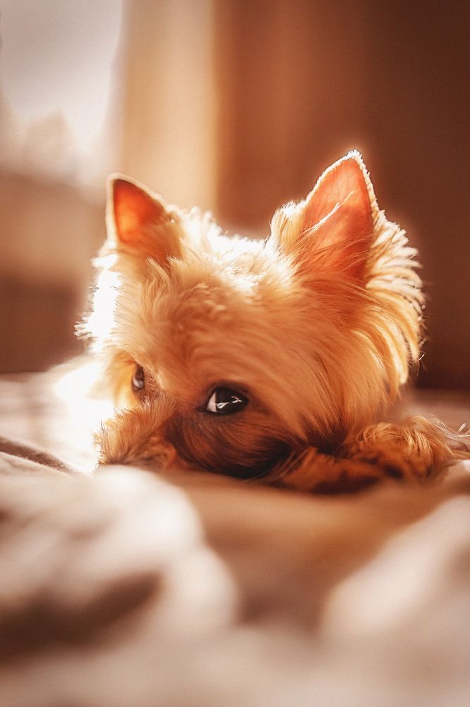 Фотография автора Анжелика