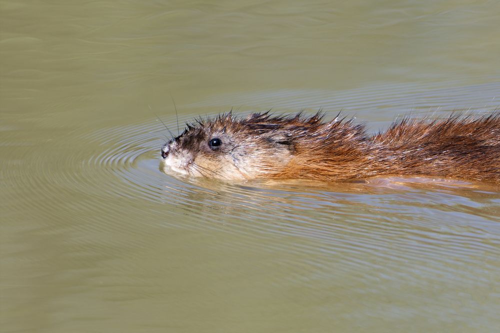 Photograph by Александр Перегудов