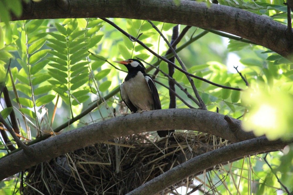 Living place of a bird.