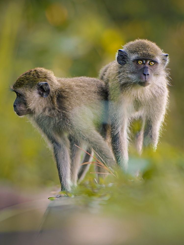 Enchanting Illusion: The Two-Headed Monkey's Captivating Gaze