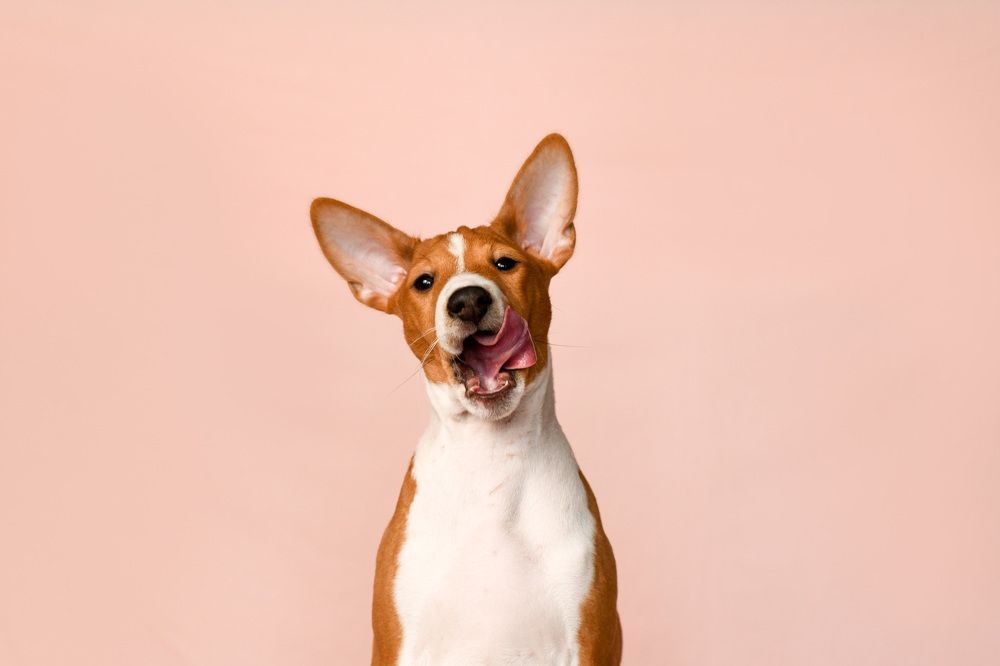 Фотография автора Алена Ковалёва