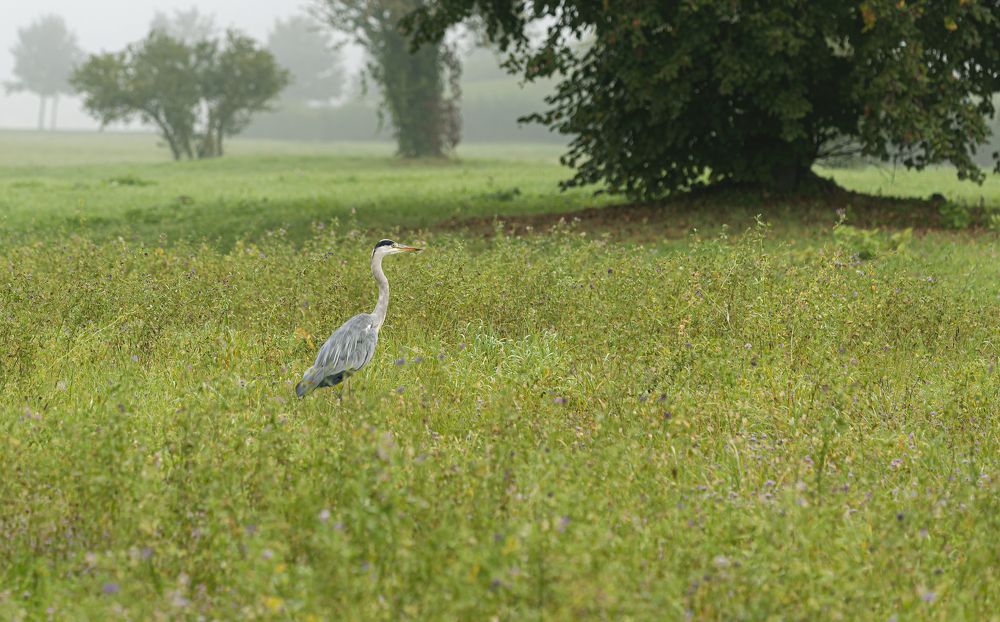 A Gray Heron