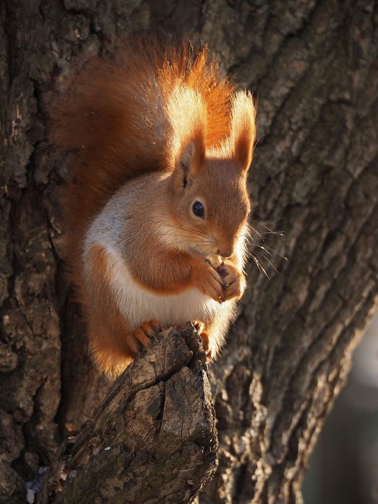 Photograph by Елена Синицына