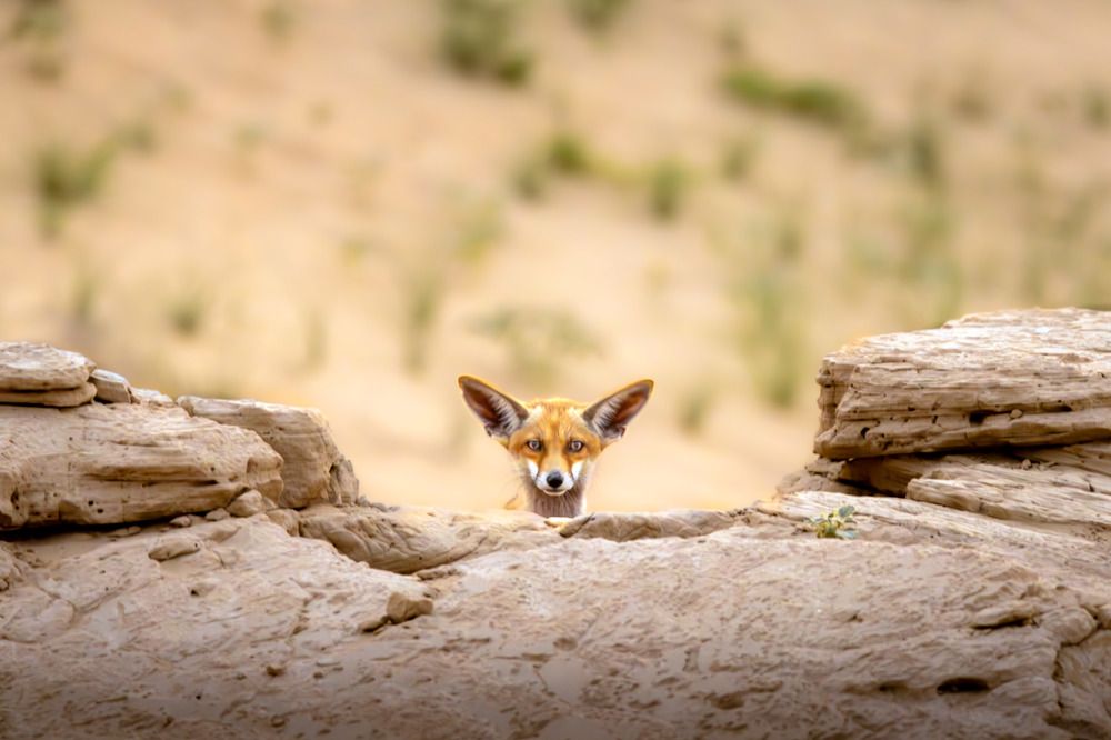 Photograph by Rémi Vacher