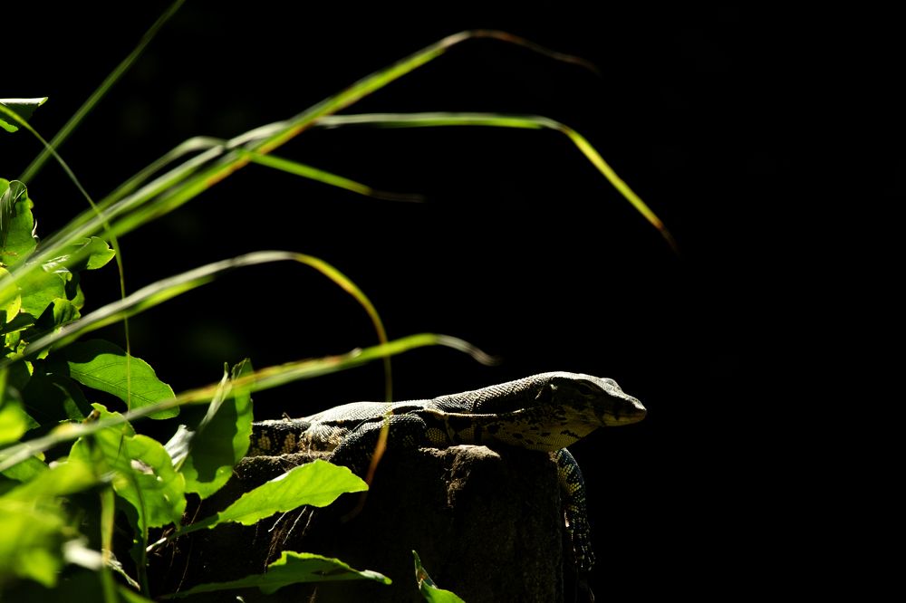 Photograph by Partha Chakraborty