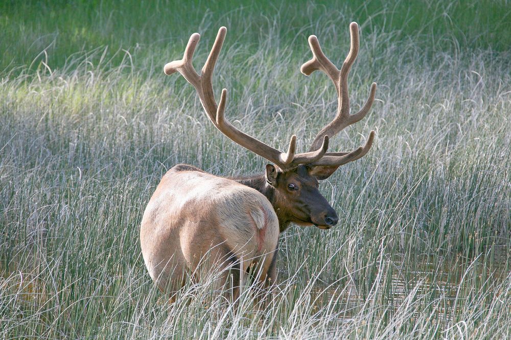 Фотография автора Анатолий