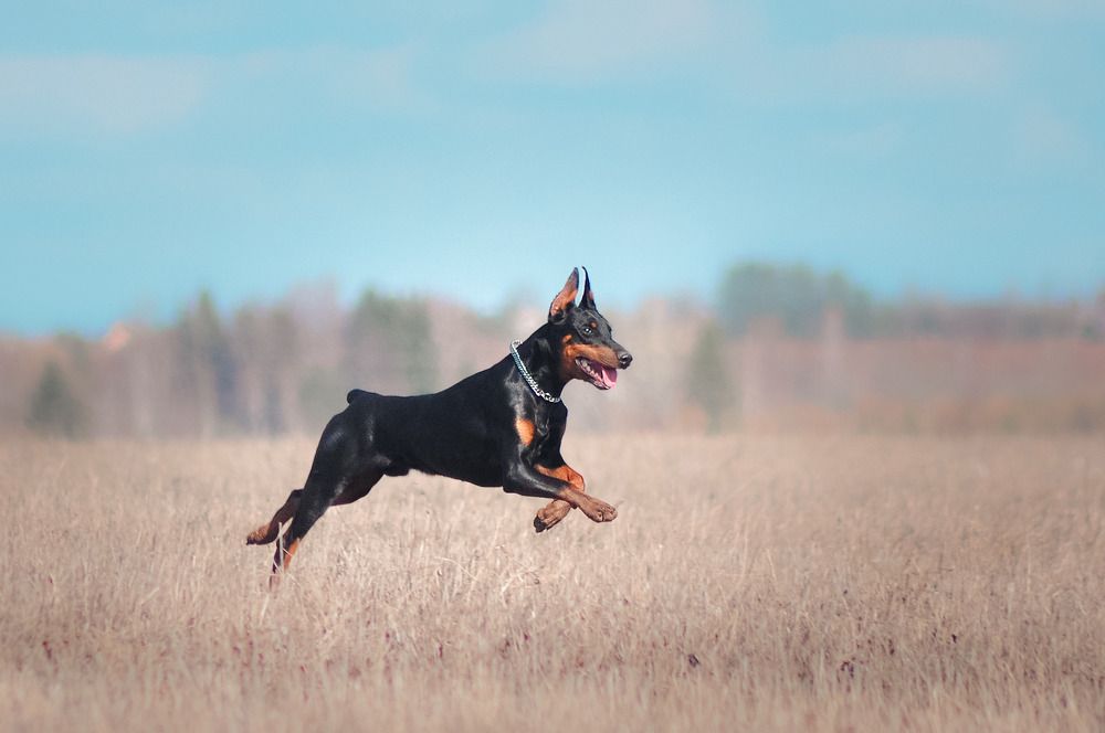 Летящей походкой