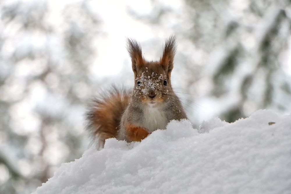 Вид - белка снежная