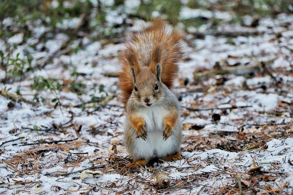 В ожидании угощения