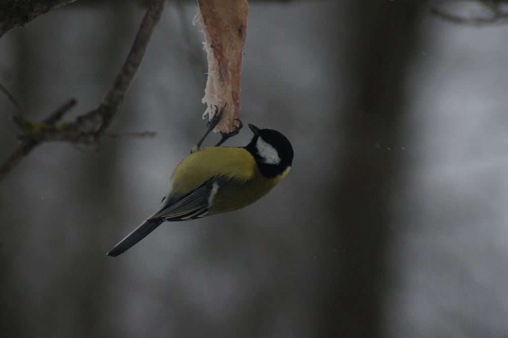 Photograph by Вадим Рудаков