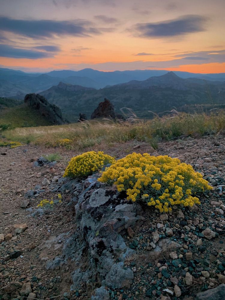 Бурачок на закате.