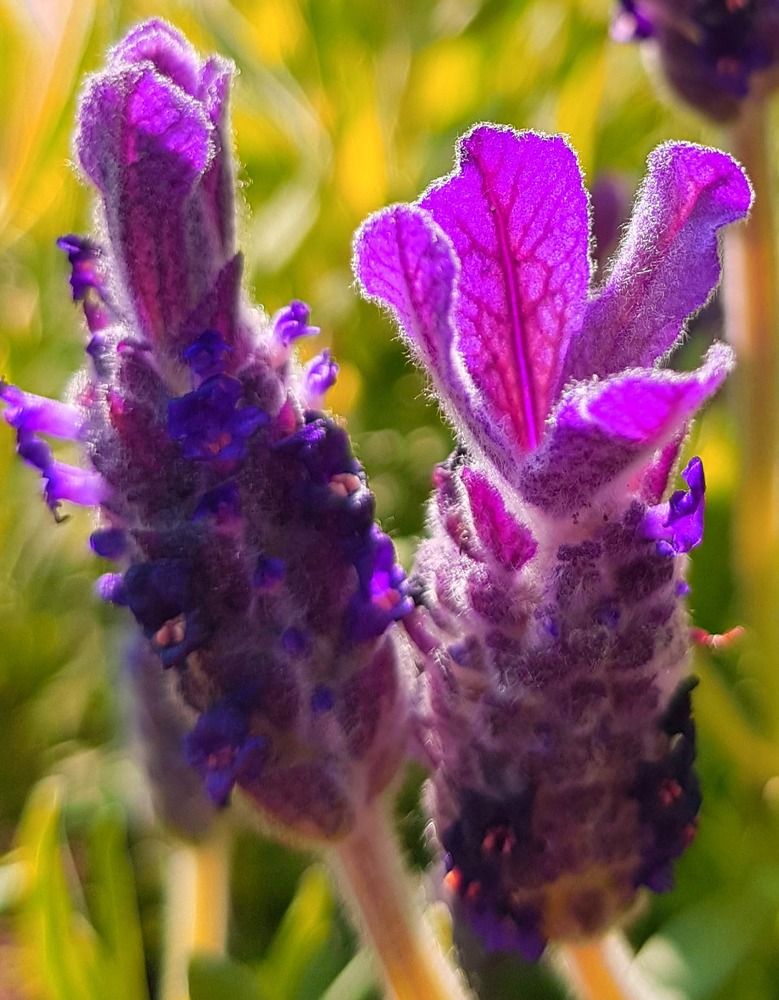 Photograph by Iris de Vos