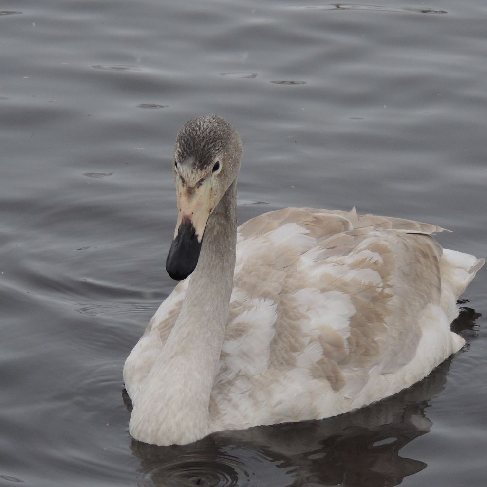 Photograph by Ольга Харламова