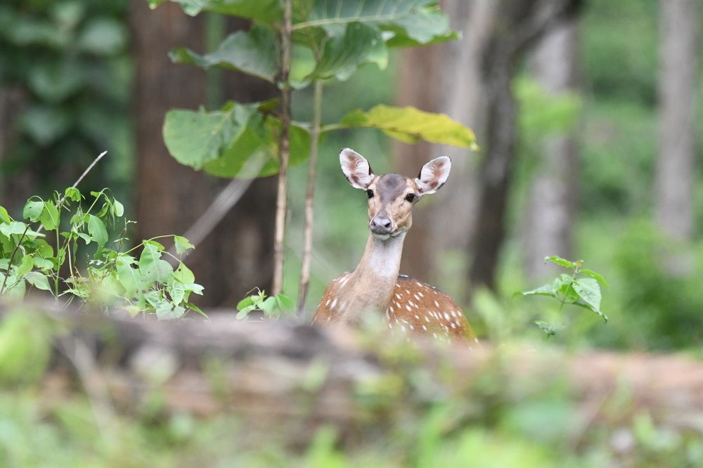 Photograph by Debmalya Ghosh