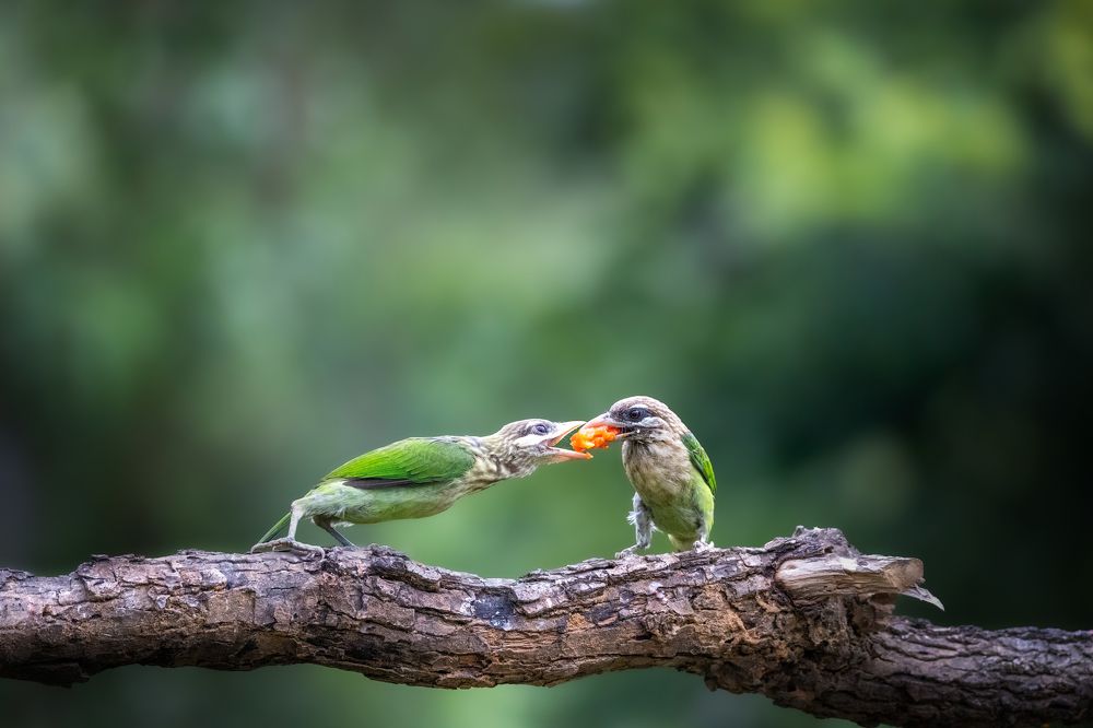 Photograph by Dipanjan Nath
