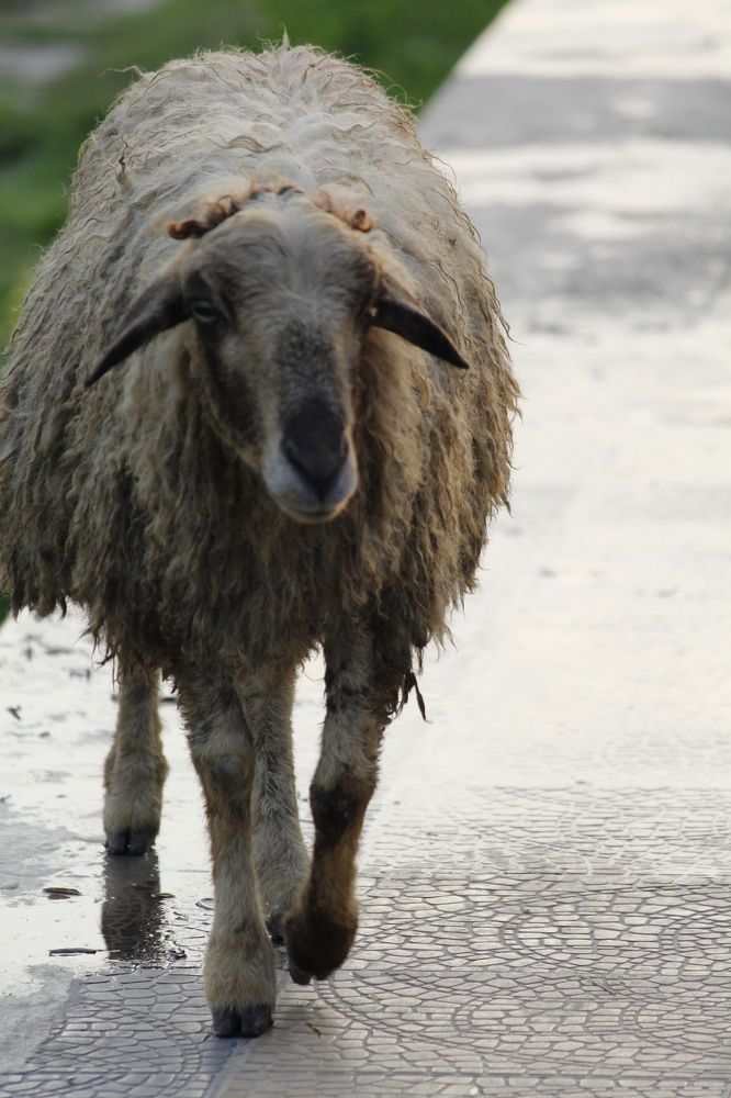 Фотография автора Md Mahfuz Al Maruf