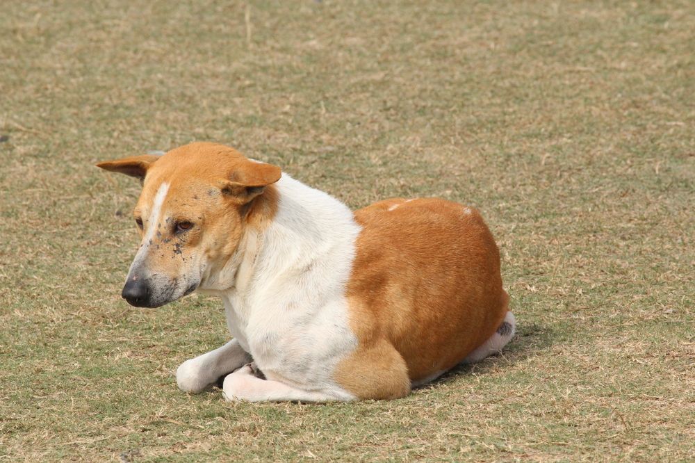 Фотография автора Md Mahfuz Al Maruf