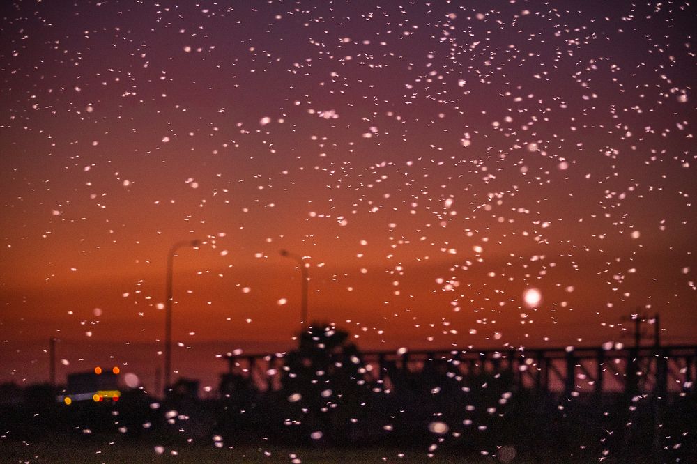 Photograph by  Ahamed Jazif