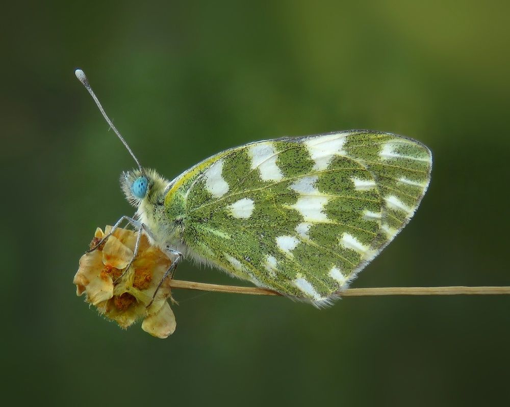 Photograph by Amin Ghaffarian