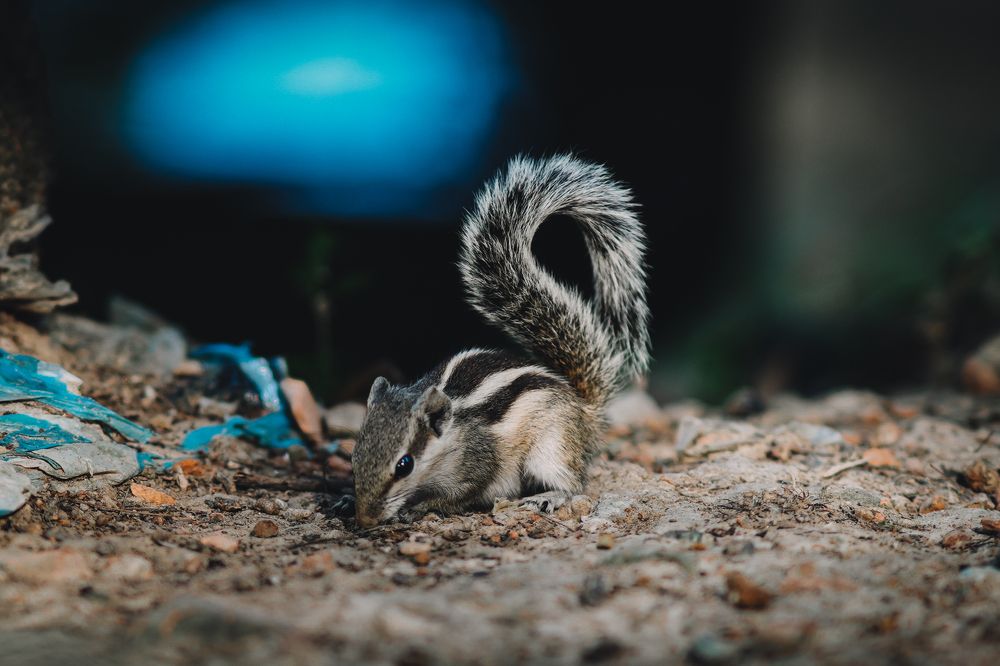 Photograph by Sadman Sakib