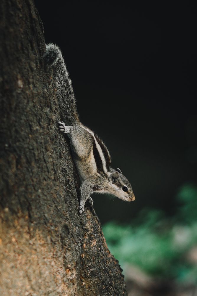 Photograph by Sadman Sakib