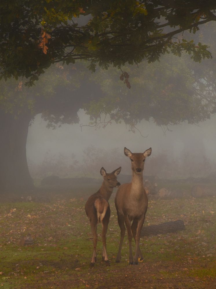 Фотография автора Оксана Мерзликина
