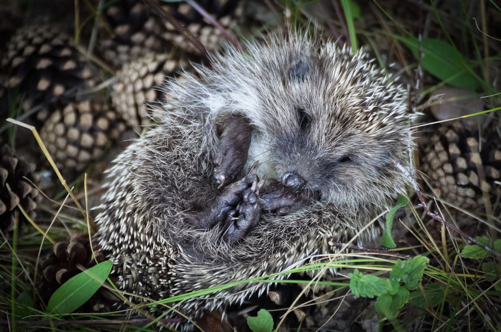 Отдыхающий ёжик