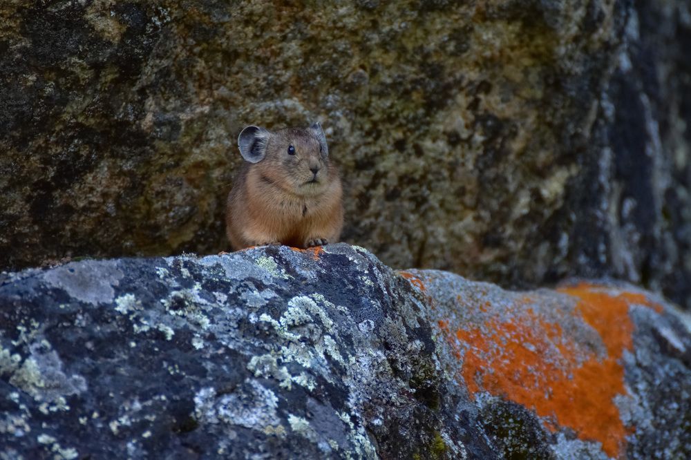 Алтайская пищуха на камней