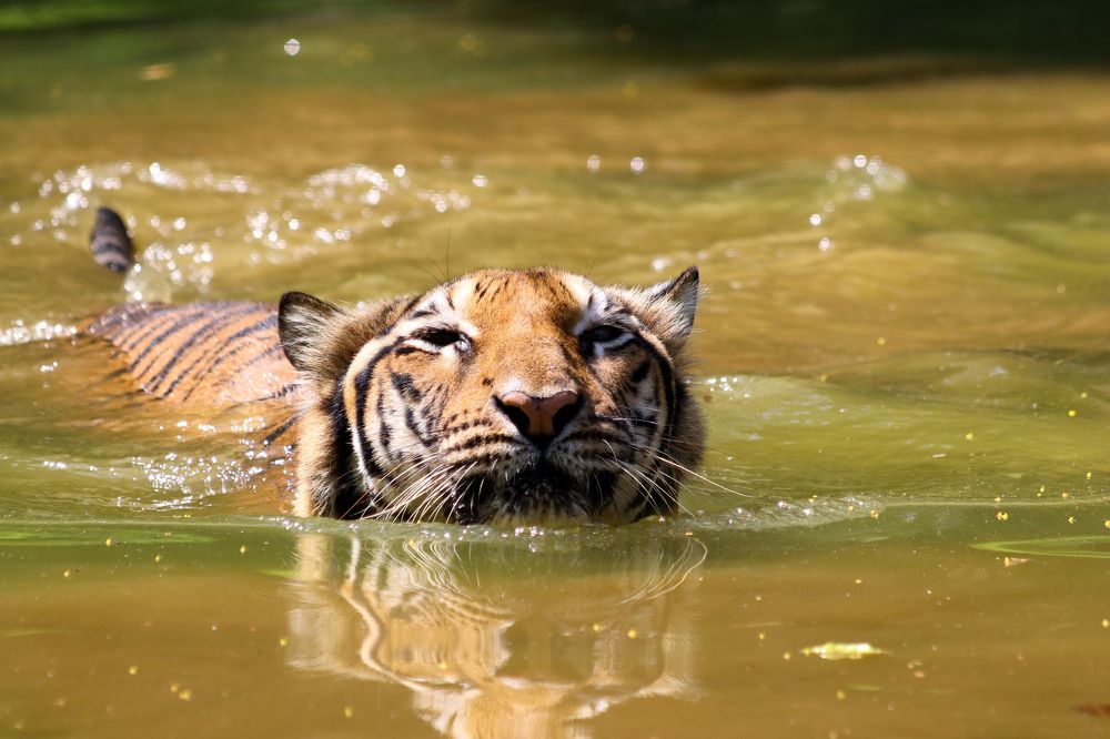 Photograph by Menula Dharmathilake