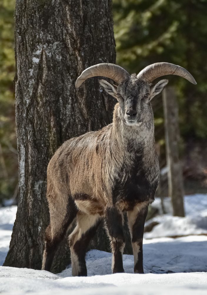Алтайский горный баран