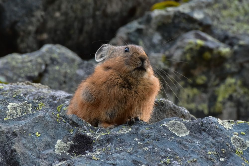 Алтайская пищуха на камней