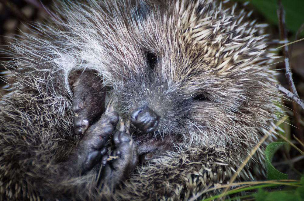 Отдыхающий ёжик