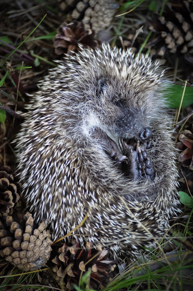 Отдыхающий ёжик