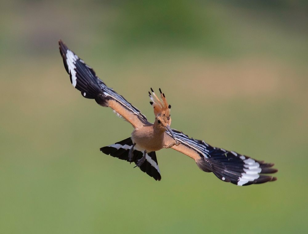 Фотография автора Hamidreza Saedi