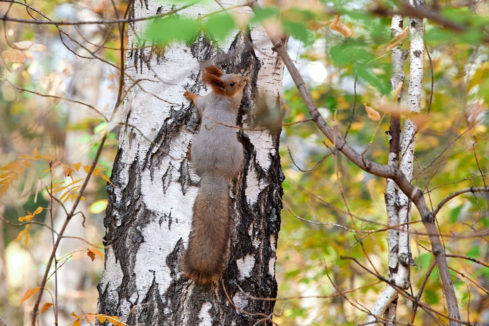 Photograph by Константин Кузнецов