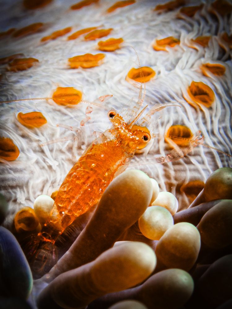 Photograph by Alexander Plakida