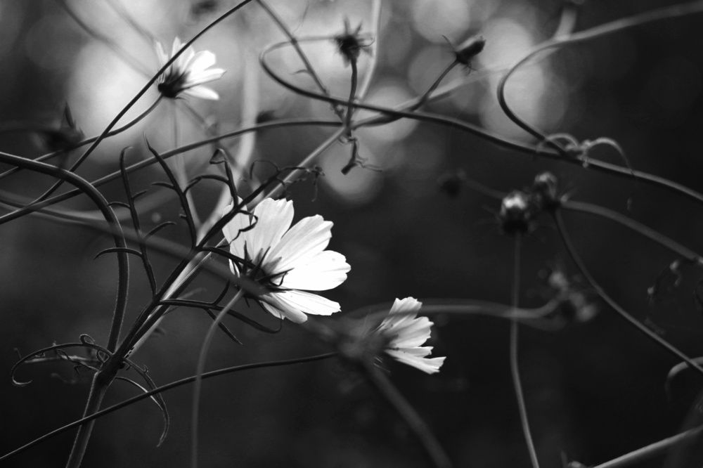 ЦветоНотки в монохроме