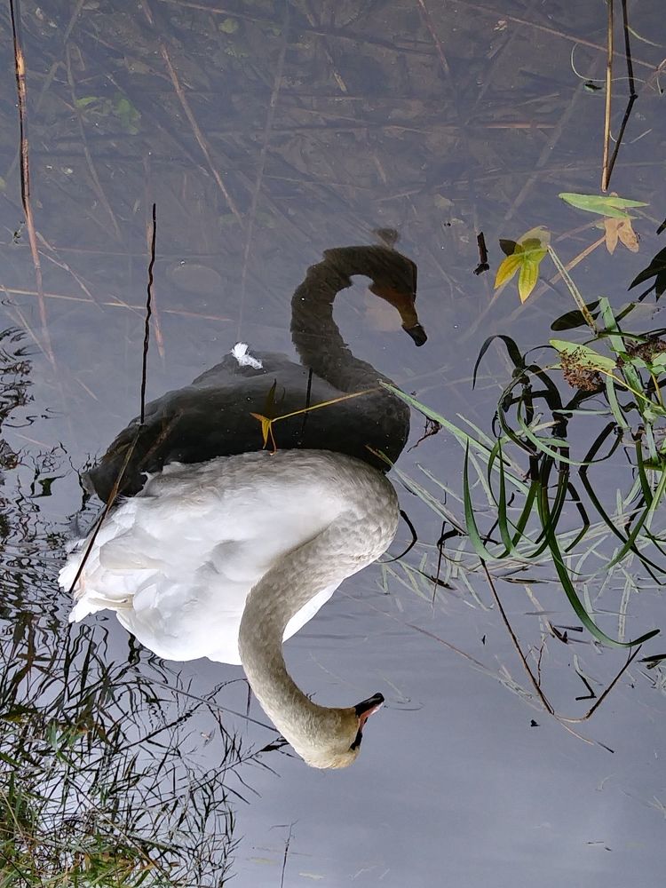 Лебединое озеро.