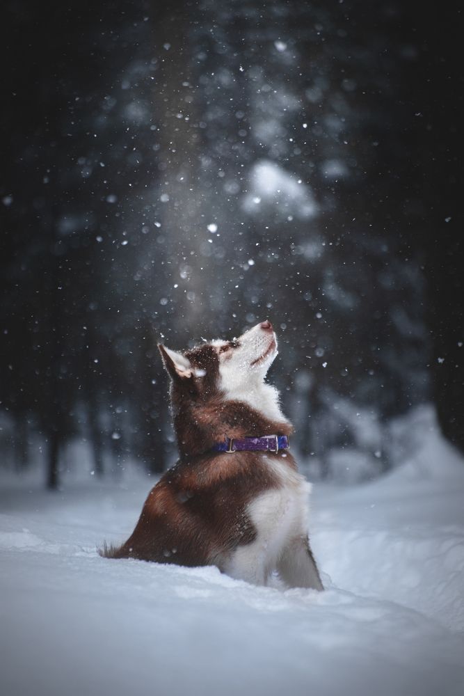 Photograph by Мария Калинина