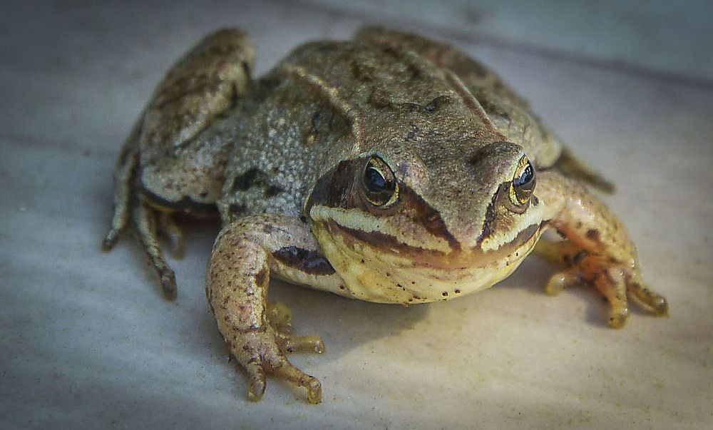 Photograph by Юрий Амосов