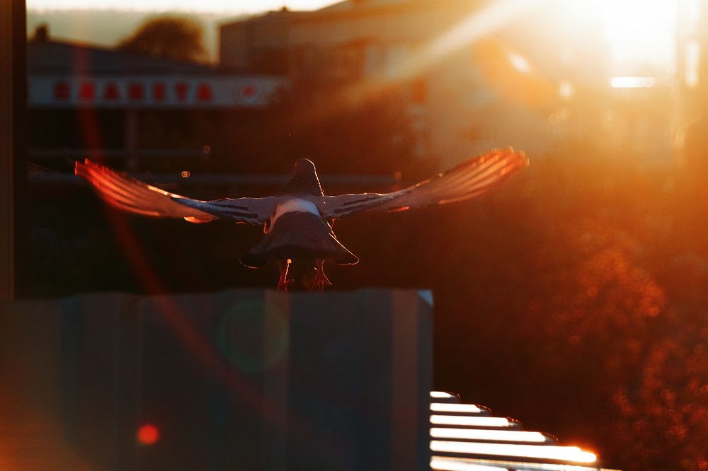 Photograph by Сергей Удовиченко