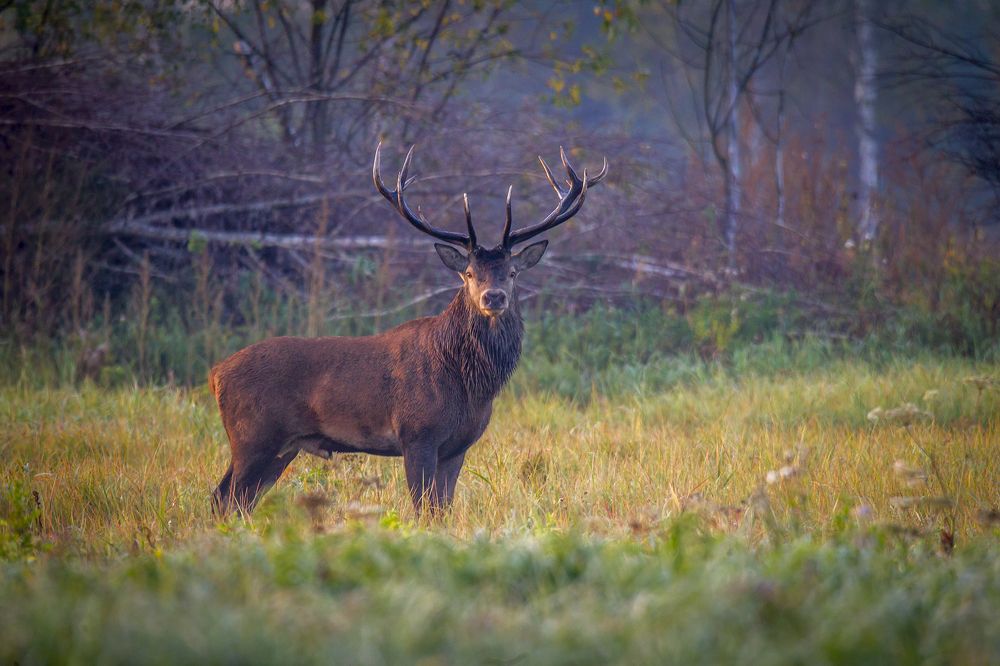Photograph by Дмитрий Черепков