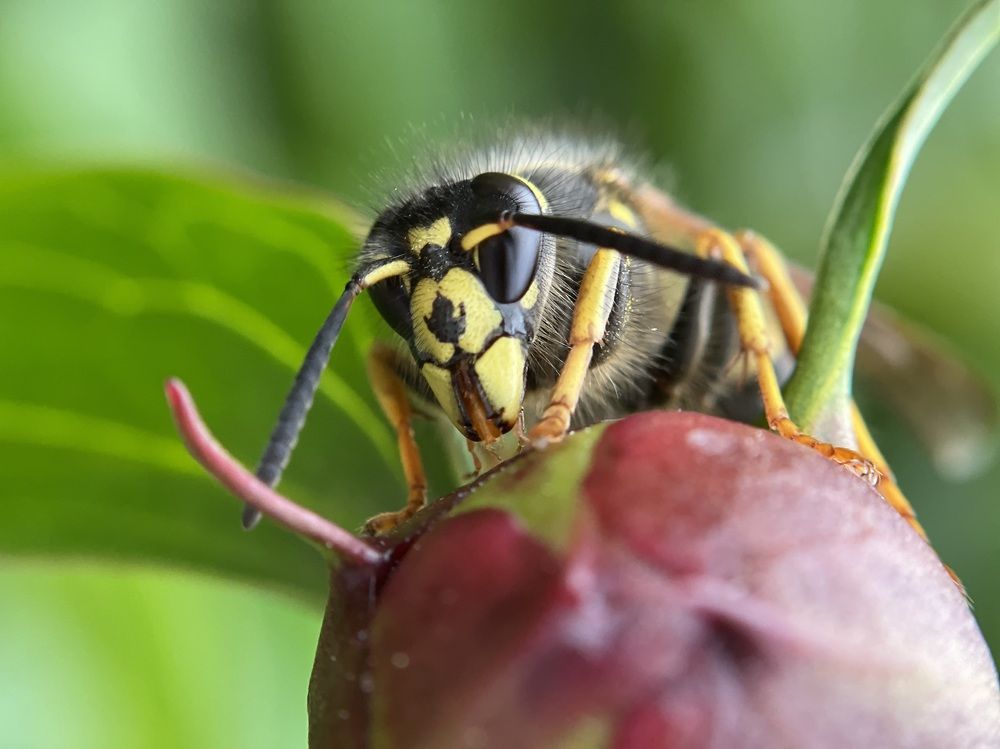 Оса на пионе
